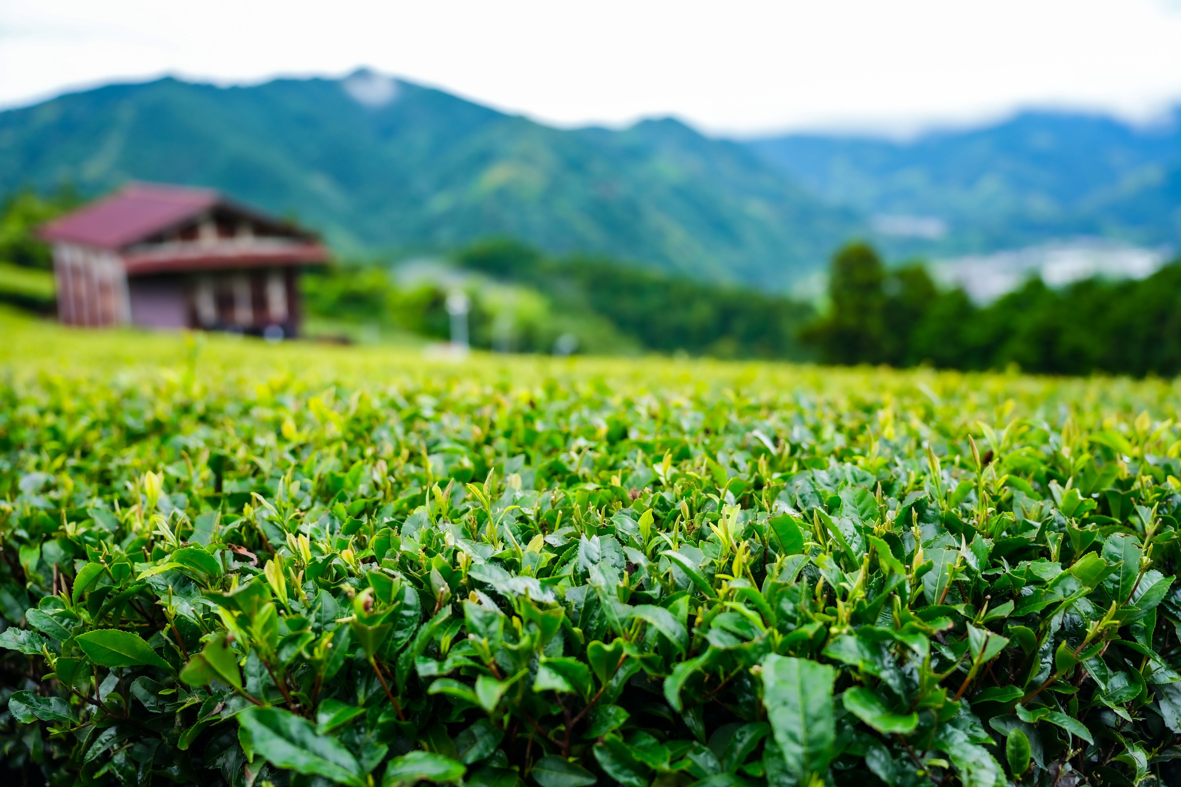 matcha plantation with mountains in the background
